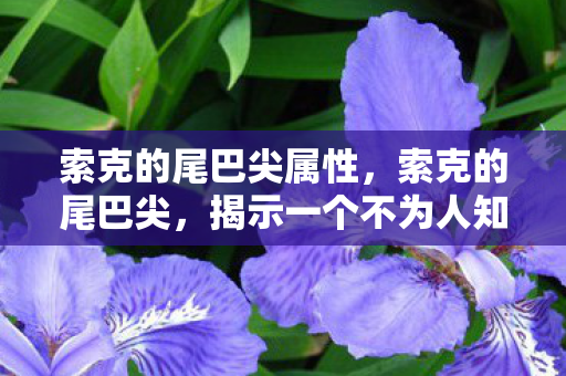 索克的尾巴尖属性，索克的尾巴尖，揭示一个不为人知的秘密