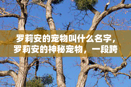 罗莉安的宠物叫什么名字，罗莉安的神秘宠物，一段跨越虚拟与现实的奇幻之旅