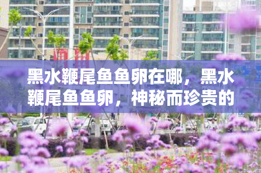 黑水鞭尾鱼鱼卵在哪，黑水鞭尾鱼鱼卵，神秘而珍贵的生态宝藏