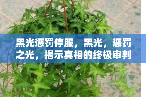 黑光惩罚停服，黑光，惩罚之光，揭示真相的终极审判