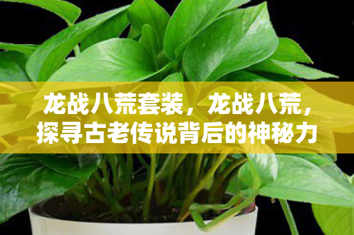 龙战八荒套装，龙战八荒，探寻古老传说背后的神秘力量