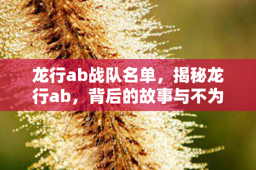 龙行ab战队名单，揭秘龙行ab，背后的故事与不为人知的秘密