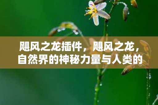 飓风之龙插件，飓风之龙，自然界的神秘力量与人类的生存挑战
