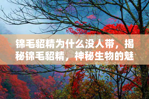 锦毛貂精为什么没人带，揭秘锦毛貂精，神秘生物的魅力与传说