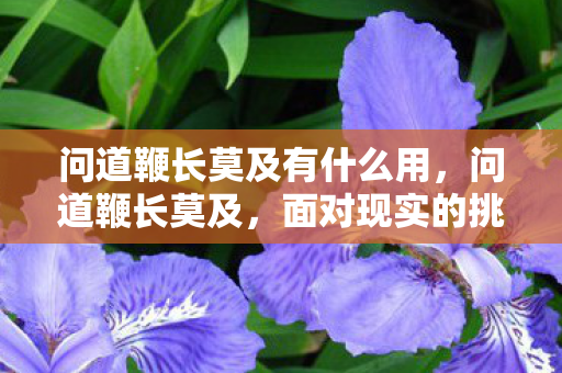 问道鞭长莫及有什么用，问道鞭长莫及，面对现实的挑战与超越的可能性