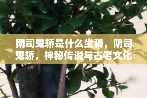 阴司鬼轿是什么坐骑，阴司鬼轿，神秘传说与古老文化的交织