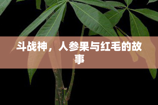 斗战神，人参果与红毛的故事