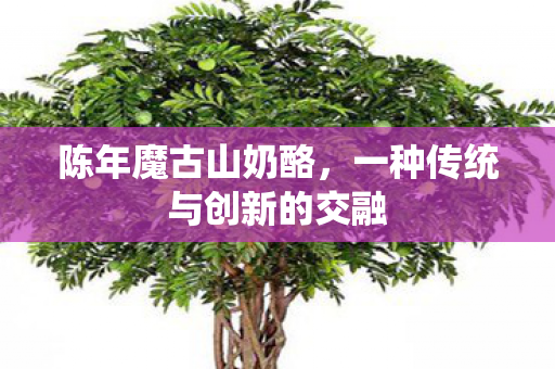 陈年魔古山奶酪,一种传统与创新的交融 陈年魔古山奶酪,一种传统与创新的交融