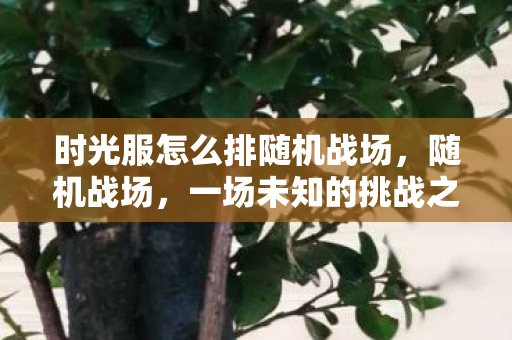 时光服怎么排随机战场,随机战场,一场未知的挑战之旅 时光服怎么排随机战场,随机战场,一场未知的挑战之旅