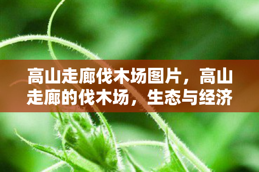 高山走廊伐木场图片，高山走廊的伐木场，生态与经济的博弈