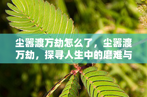 尘嚣渡万劫怎么了，尘嚣渡万劫，探寻人生中的磨难与超越