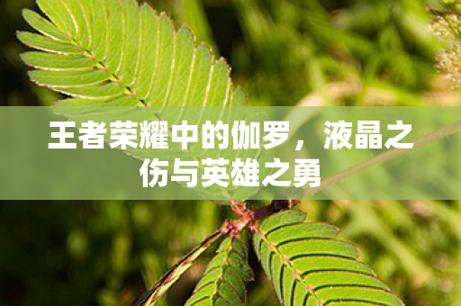 王者荣耀中的伽罗，液晶之伤与英雄之勇