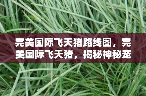 完美国际飞天猪路线图,完美国际飞天猪,揭秘神秘宠物背后的故事 完美国际飞天猪路线图,完美国际飞天猪,揭秘神秘宠物背后的故事