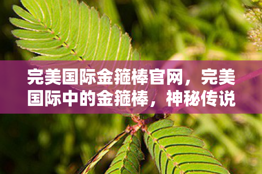 完美国际金箍棒官网，完美国际中的金箍棒，神秘传说与英雄的象征