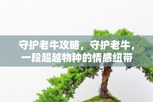 守护老牛攻略，守护老牛，一段超越物种的情感纽带