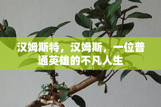 汉姆斯特，汉姆斯，一位普通英雄的不凡人生