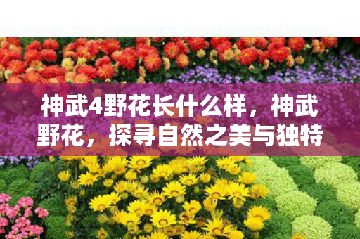 神武4野花长什么样，神武野花，探寻自然之美与独特魅力