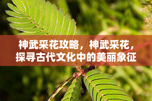 神武采花攻略，神武采花，探寻古代文化中的美丽象征