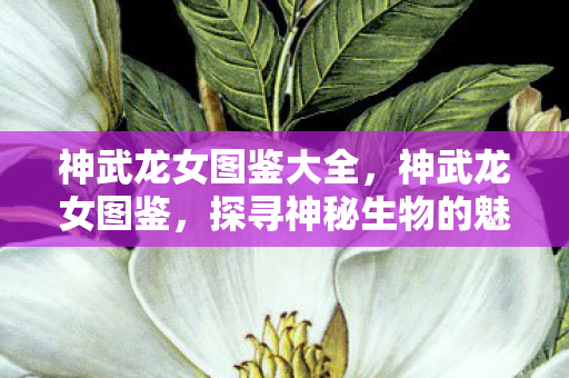 神武龙女图鉴大全，神武龙女图鉴，探寻神秘生物的魅力与力量