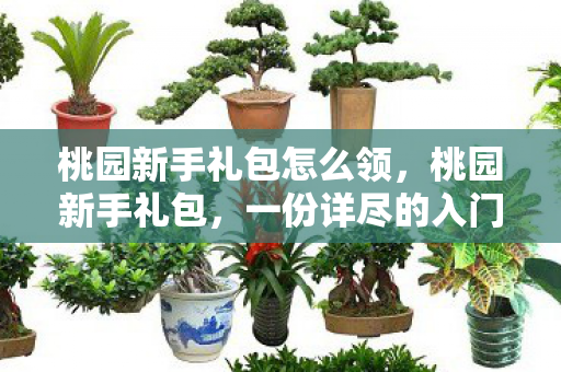 桃园新手礼包怎么领，桃园新手礼包，一份详尽的入门指南