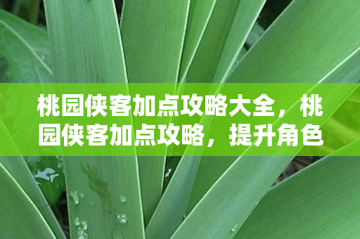 桃园侠客加点攻略大全，桃园侠客加点攻略，提升角色实力，轻松掌握游戏秘籍