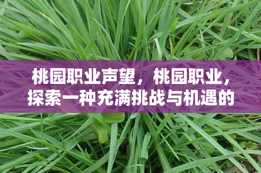 桃园职业声望，桃园职业，探索一种充满挑战与机遇的生活方式