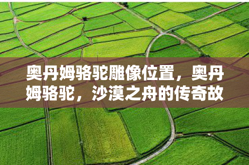 奥丹姆骆驼雕像位置，奥丹姆骆驼，沙漠之舟的传奇故事