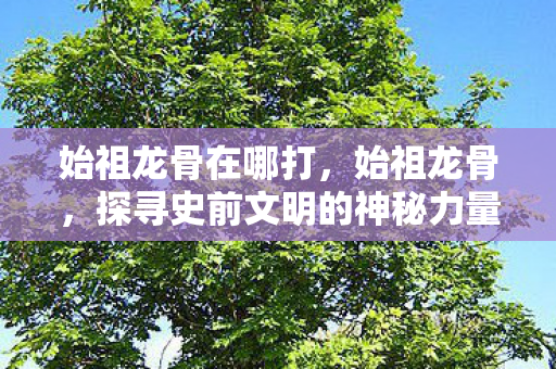 始祖龙骨在哪打，始祖龙骨，探寻史前文明的神秘力量