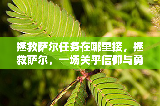 拯救萨尔任务在哪里接，拯救萨尔，一场关乎信仰与勇气的冒险之旅