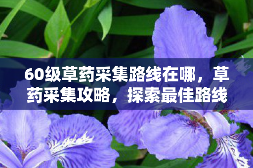 60级草药采集路线在哪，草药采集攻略，探索最佳路线，轻松实现高效采集—草药采集路线攻略（60级篇）