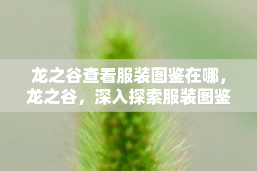 龙之谷查看服装图鉴在哪，龙之谷，深入探索服装图鉴的奥秘