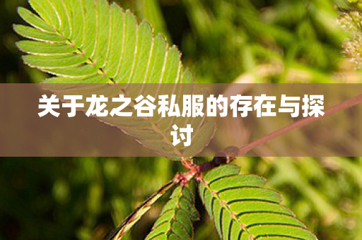 关于龙之谷私服的存在与探讨