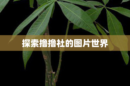 探索撸撸社的图片世界