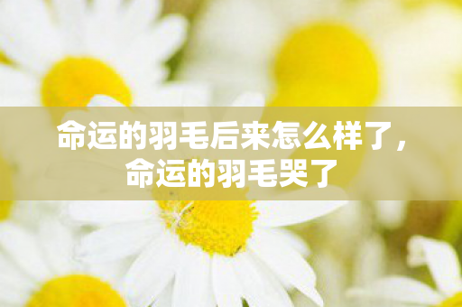 命运的羽毛后来怎么样了,命运的羽毛哭了 命运的羽毛后来怎么样了,命运的羽毛哭了