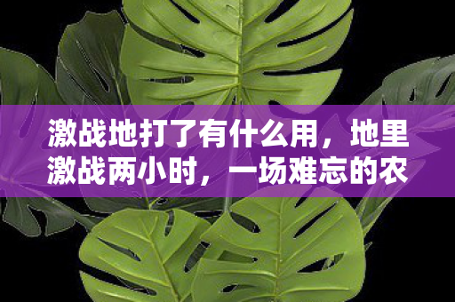 激战地打了有什么用，地里激战两小时，一场难忘的农业劳作体验