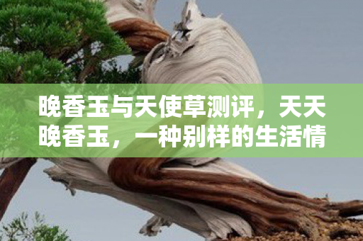 晚香玉与天使草测评,天天晚香玉,一种别样的生活情趣 晚香玉与天使草测评,天天晚香玉,一种别样的生活情趣