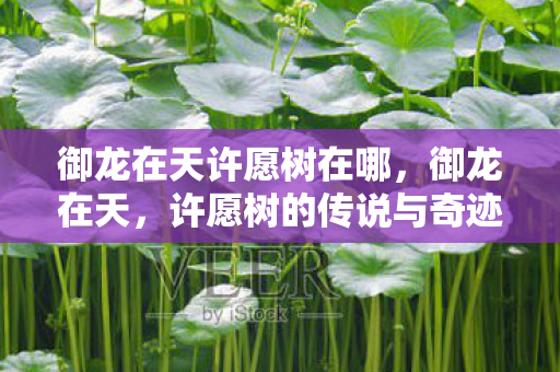御龙在天许愿树在哪，御龙在天，许愿树的传说与奇迹