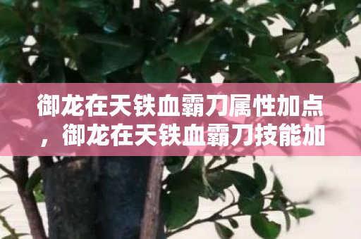 御龙在天铁血霸刀属性加点，御龙在天铁血霸刀技能加点攻略