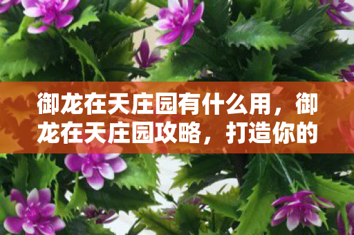 御龙在天庄园有什么用，御龙在天庄园攻略，打造你的专属领地