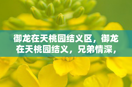 御龙在天桃园结义区，御龙在天桃园结义，兄弟情深，共赴江湖路