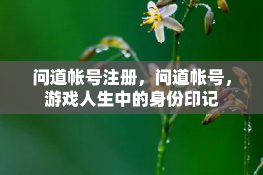 问道帐号注册，问道帐号，游戏人生中的身份印记