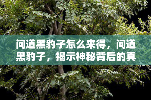 问道黑豹子怎么来得,问道黑豹子,揭示神秘背后的真相 问道黑豹子怎么来得,问道黑豹子,揭示神秘背后的真相