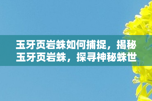 玉牙页岩蛛如何捕捉,揭秘玉牙页岩蛛,探寻神秘蛛世界的未知奥秘 玉牙页岩蛛如何捕捉,揭秘玉牙页岩蛛,探寻神秘蛛世界的未知奥秘