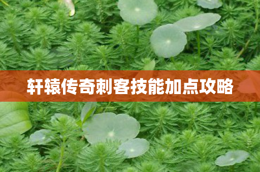 轩辕传奇刺客技能加点攻略 轩辕传奇刺客技能加点攻略