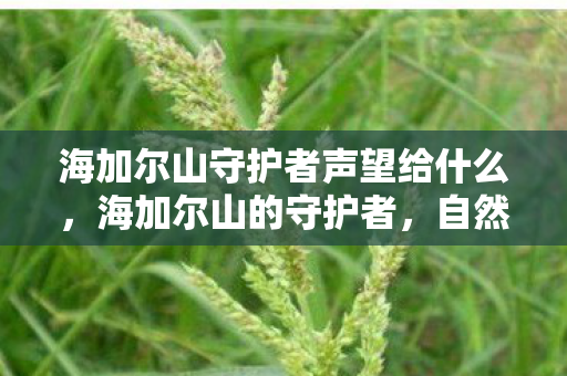 海加尔山守护者声望给什么，海加尔山的守护者，自然与力量的永恒交汇