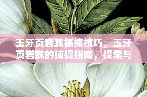 玉牙页岩蛛抓捕技巧,玉牙页岩蛛的捕捉指南,探索与捕获的奥秘 玉牙页岩蛛抓捕技巧,玉牙页岩蛛的捕捉指南,探索与捕获的奥秘