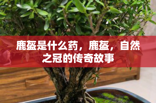 鹿盔是什么药，鹿盔，自然之冠的传奇故事