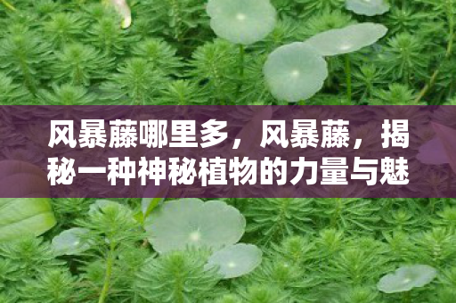 风暴藤哪里多，风暴藤，揭秘一种神秘植物的力量与魅力