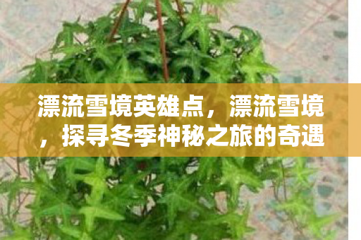 漂流雪境英雄点，漂流雪境，探寻冬季神秘之旅的奇遇与体验