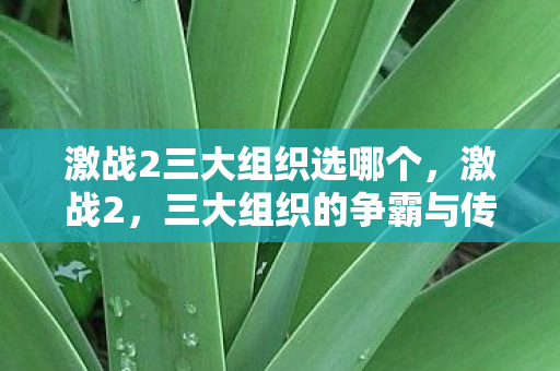 激战2三大组织选哪个，激战2，三大组织的争霸与传奇